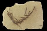 Metasequoia (Dawn Redwood) Fossils - Montana #102326-1